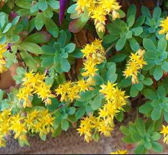 Orpin de Palmer (sedum palmeri)