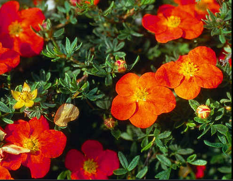 Potentille (Potentilla fructicosa) Potentille (Potentilla fructicosa)