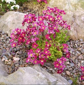 Saxifrage arendsii (saxifrage mousse) Saxifrage arendsii (saxifrage mousse)
