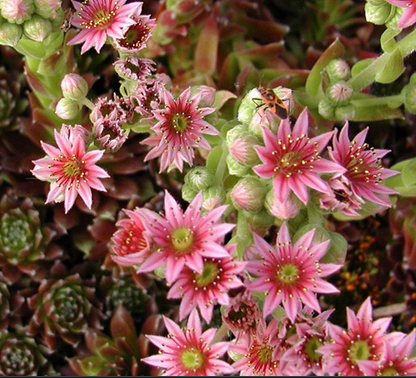 Sempervivum (joubarbe) Sempervivum (joubarbe)