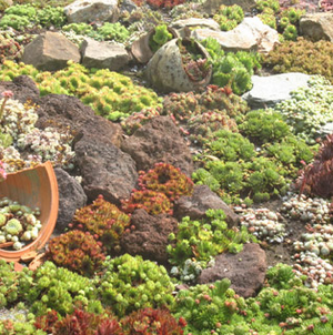 Sempervivum (joubarbe)