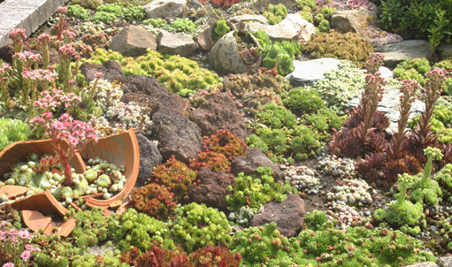 sempervivum (joubarbe) Sempervivum (joubarbe)