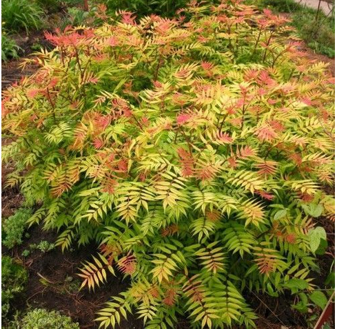 Sorbaria sorbifolia Sorbaria sorbifolia