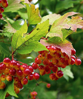 Viburnum opulus (boule de neige, Viorne obier) Viburnum opulus (boule de neige, Viorne obier)
